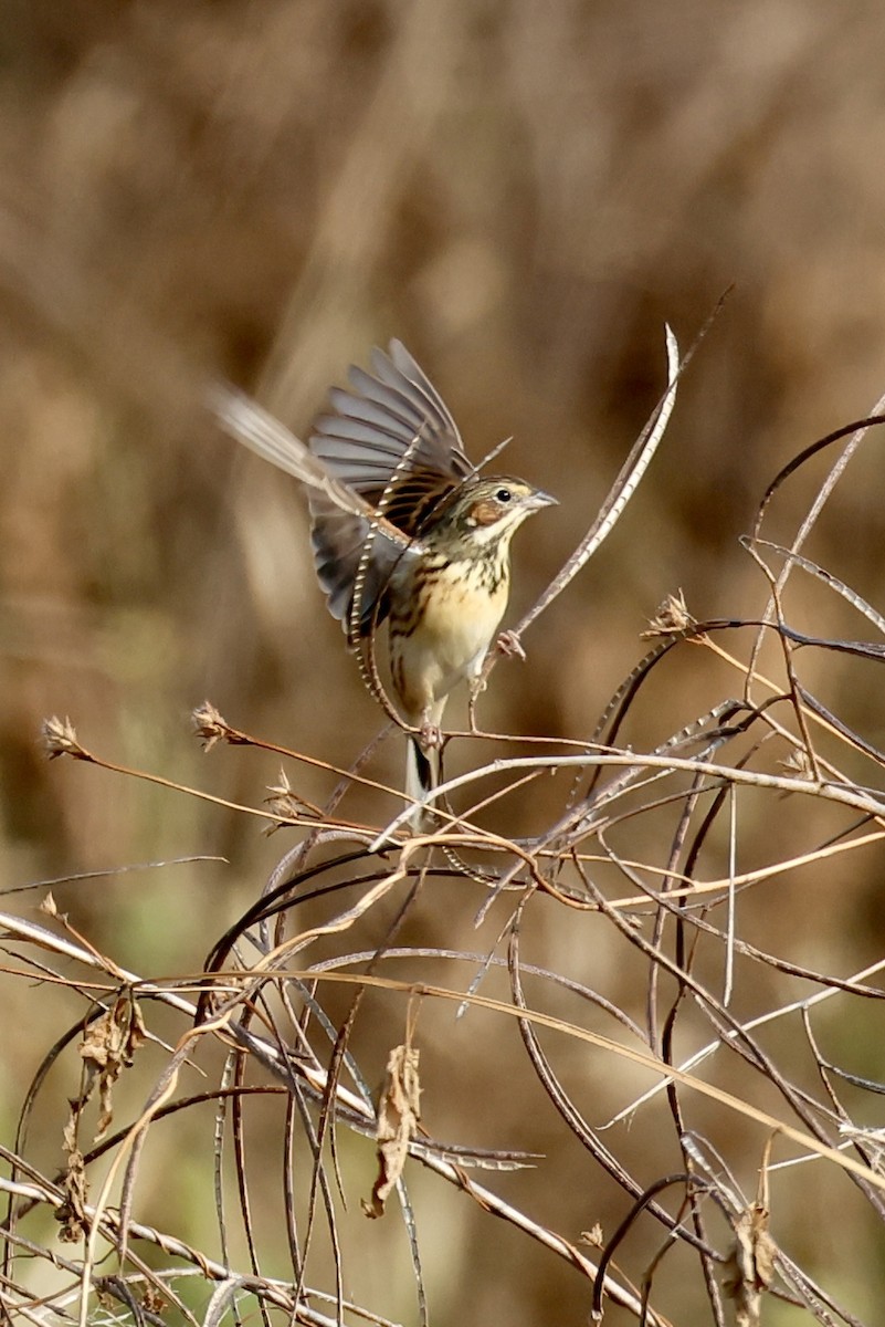 Berdantza masailgorria - ML646556199