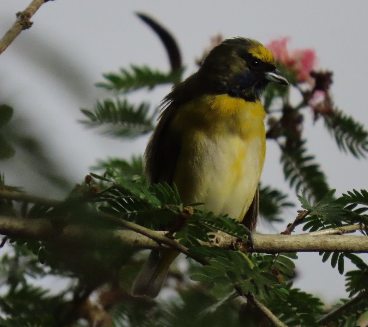 Trinidad Euphonia - ML646556201