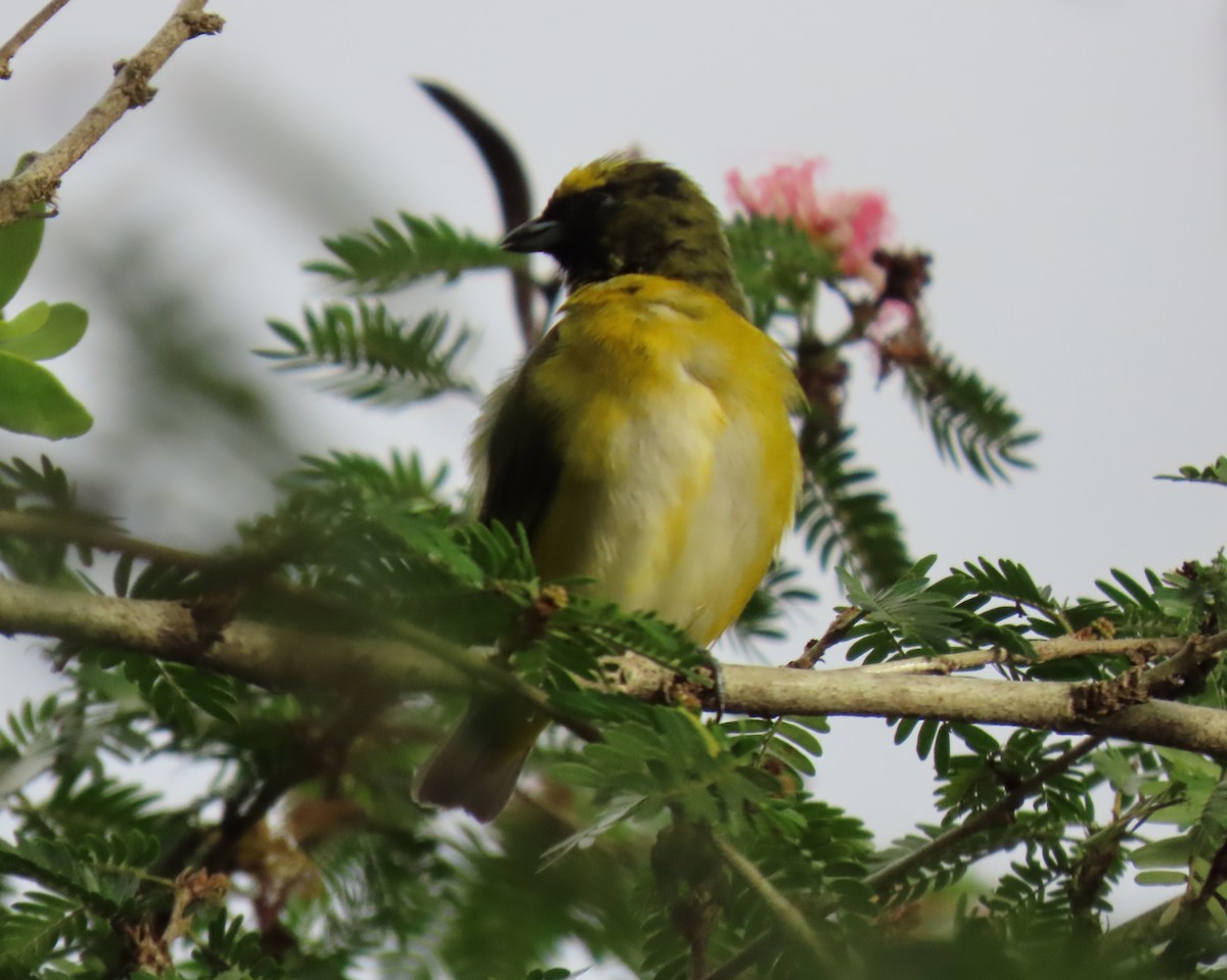 Trinidad Euphonia - ML646556202