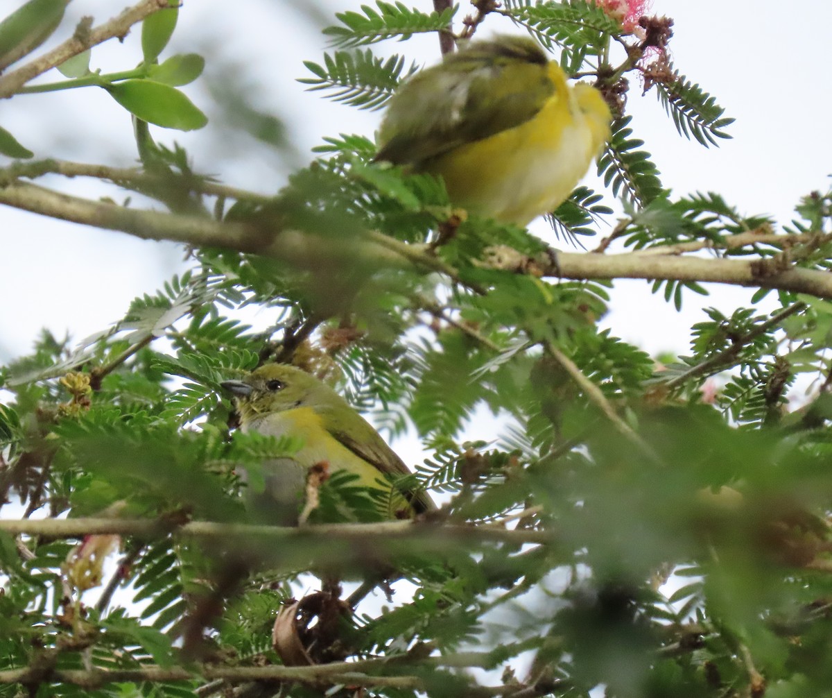 Trinidad Euphonia - ML646556203