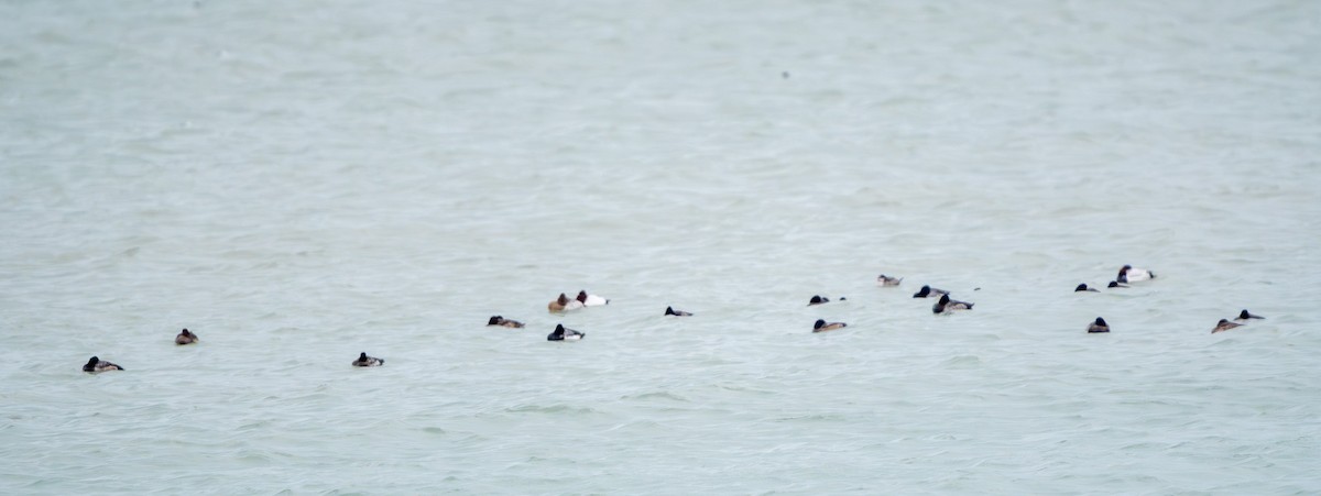 Greater/Lesser Scaup - ML646556210