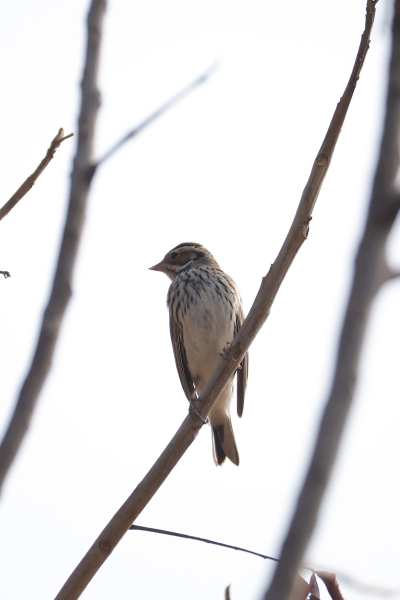 Berdantza txikia - ML646556212