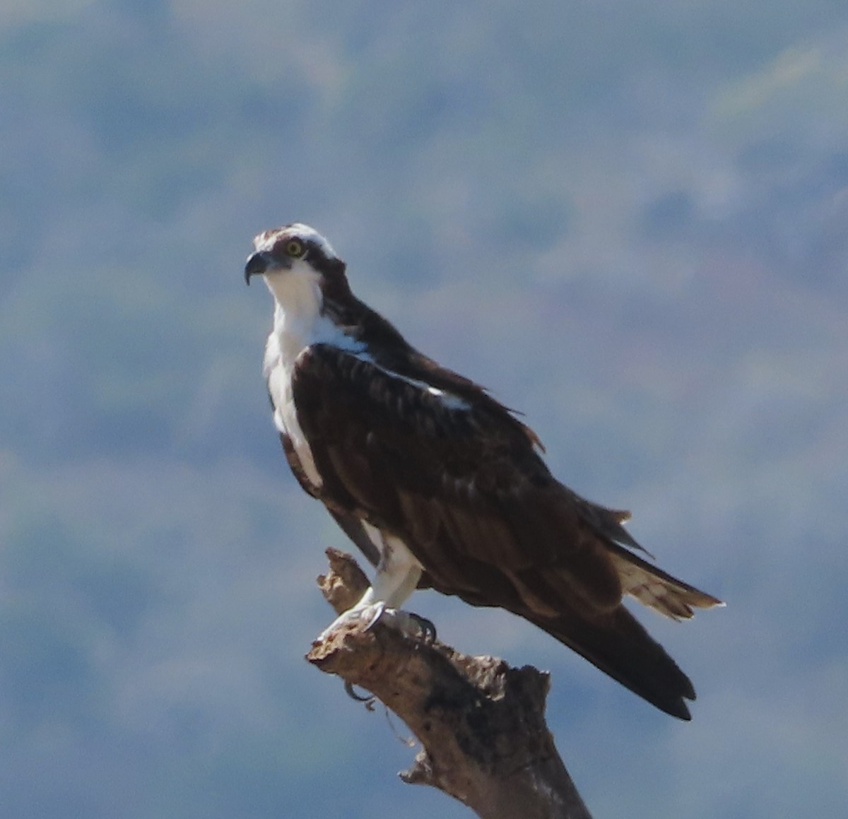 Osprey - ML646556214