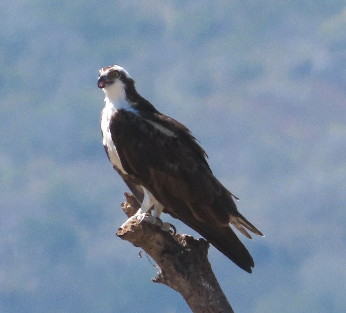 Osprey - ML646556215