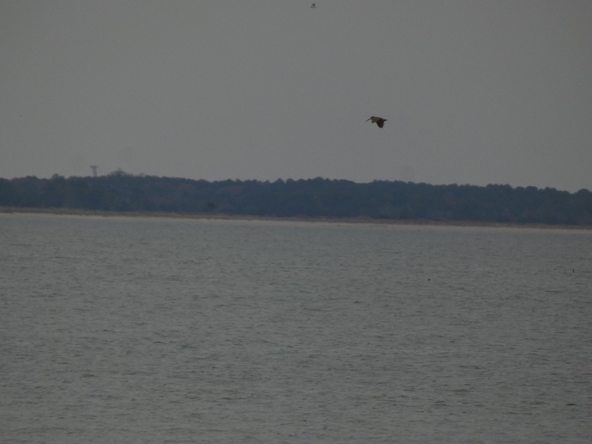 American Woodcock - ML646556216