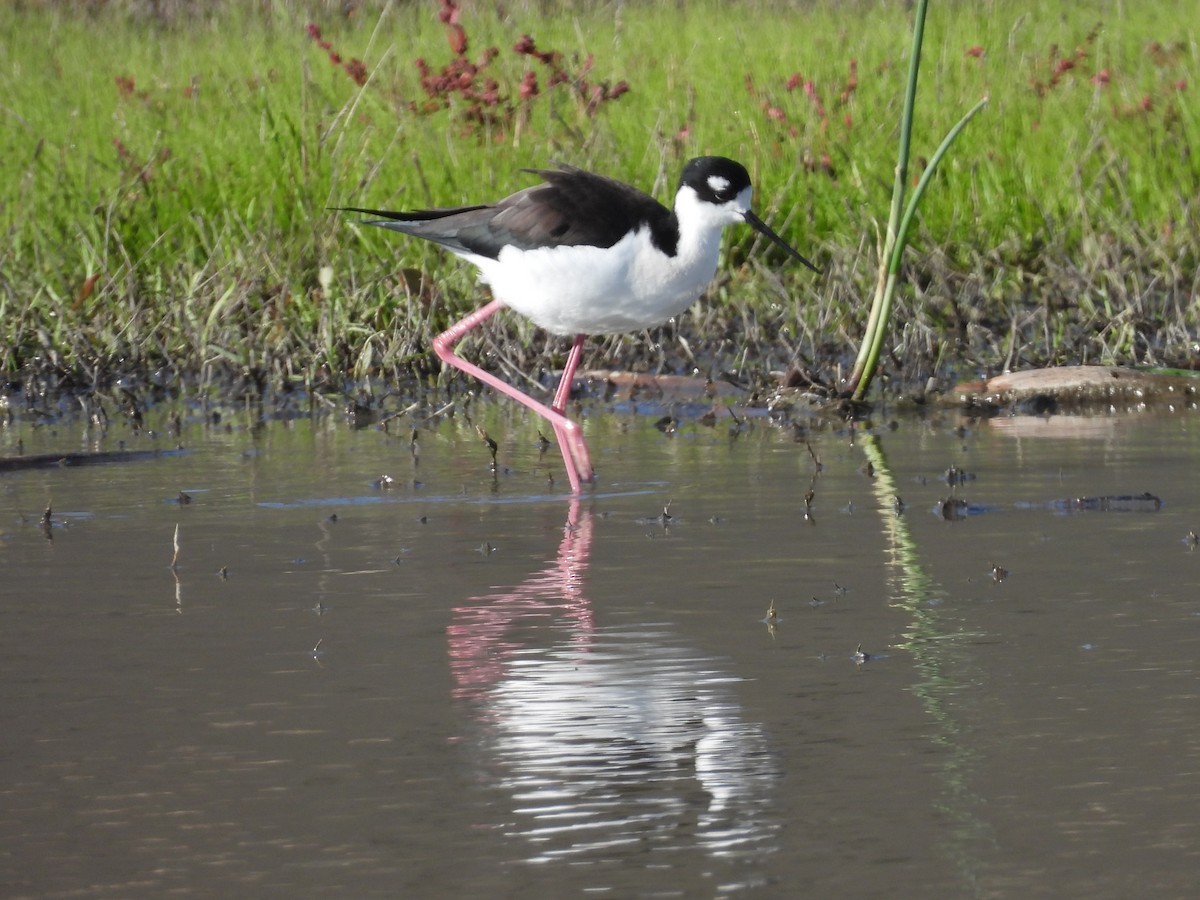 クロエリセイタカシギ - ML646556219