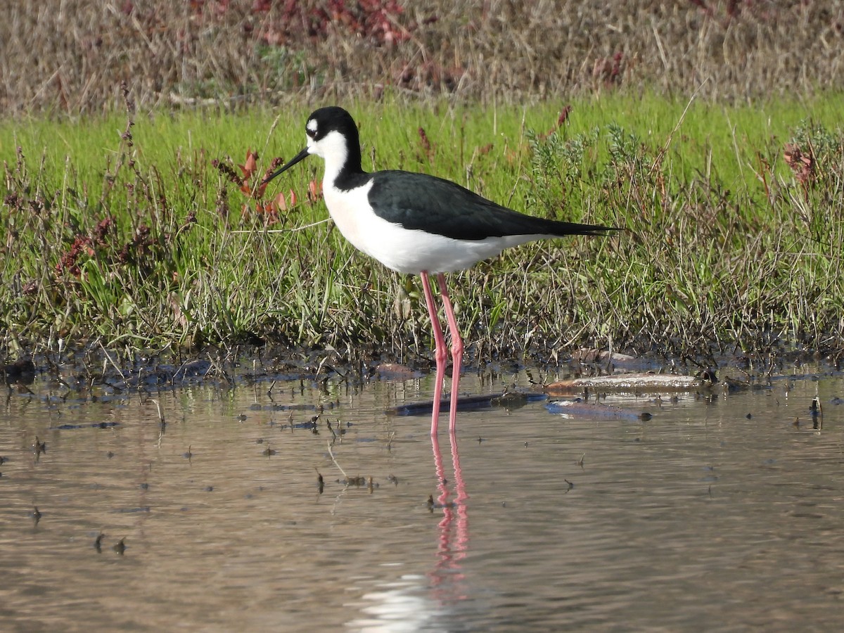 クロエリセイタカシギ - ML646556220