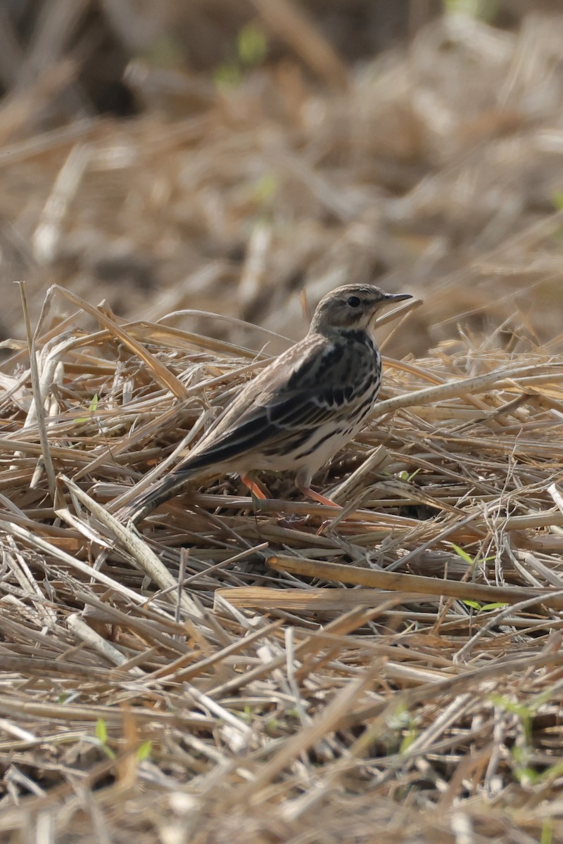 Txirta lepagorria - ML646556222