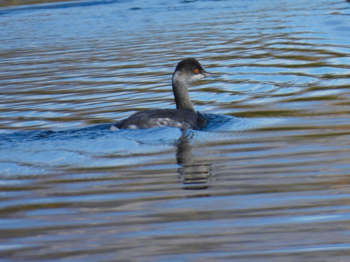Eared Grebe - ML646556223