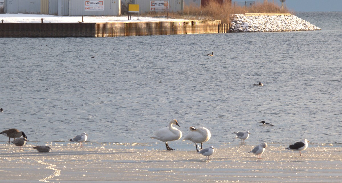 Great Black-backed Gull - ML646556224