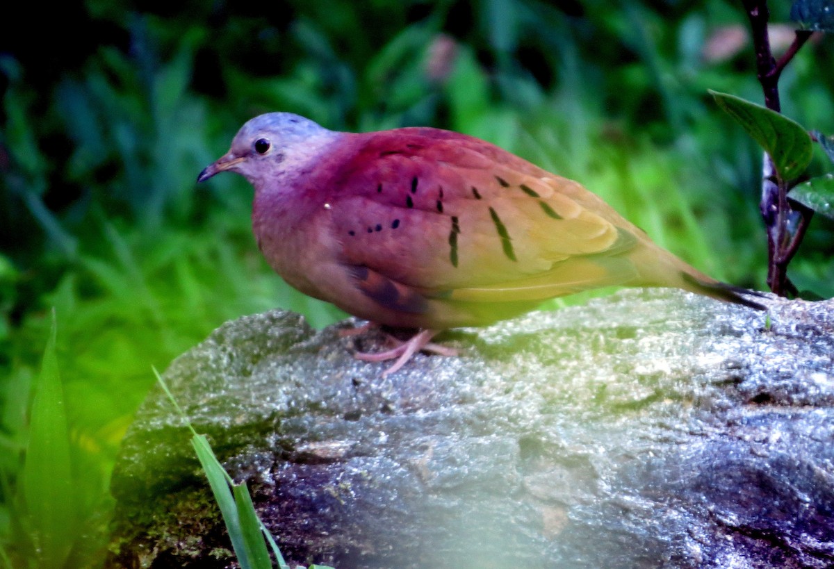 kaneldue - ML646556226