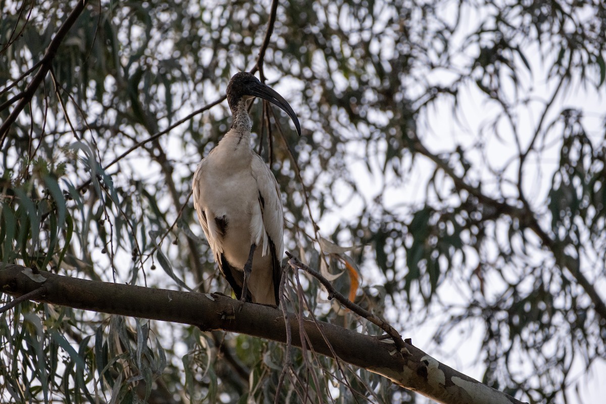 African Sacred Ibis - ML646556227