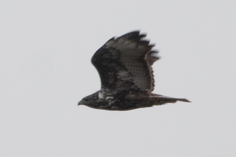 Red-tailed Hawk (Harlan's) - ML646556229