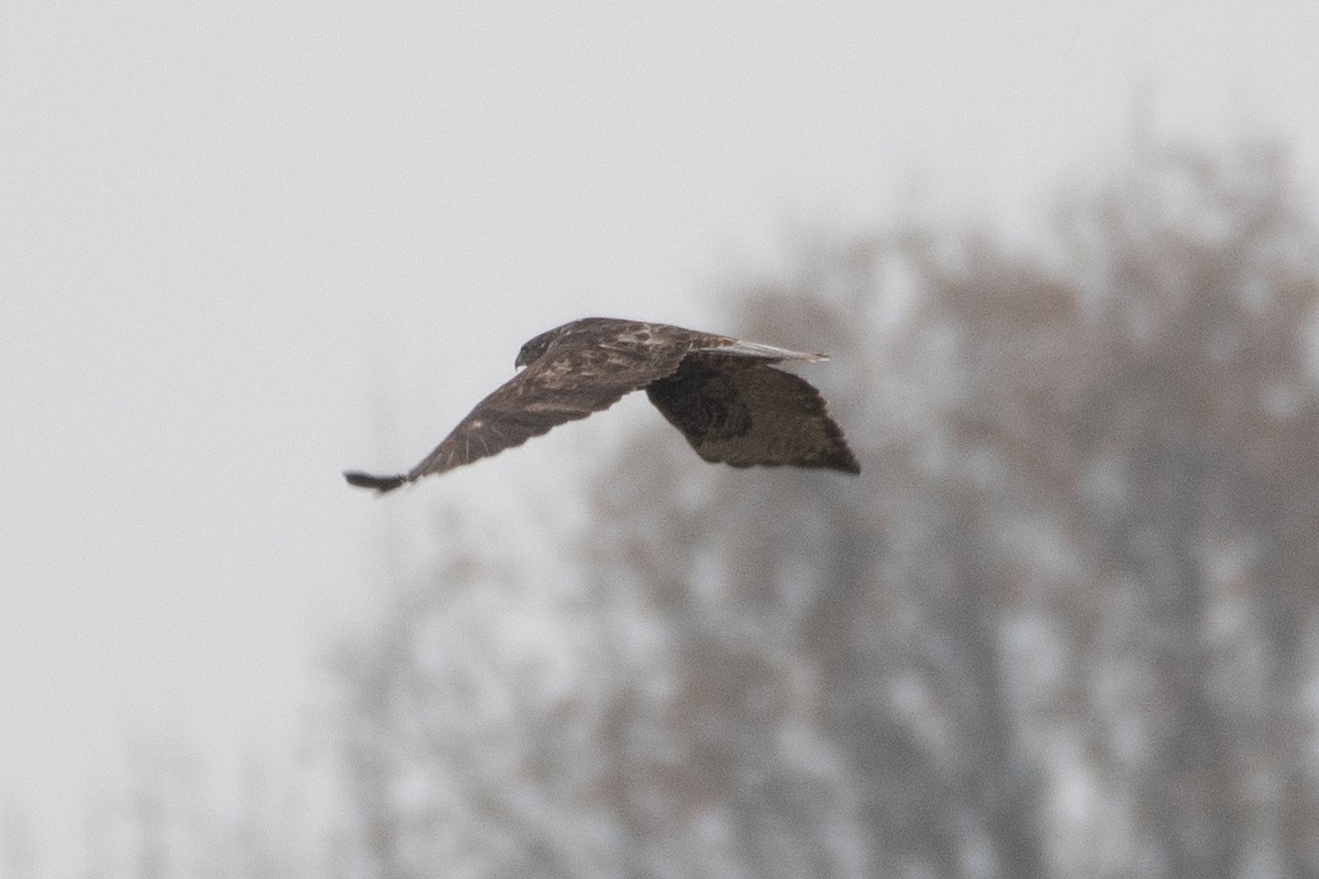 Red-tailed Hawk (Harlan's) - ML646556232