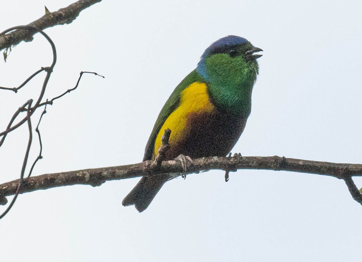 Chestnut-breasted Chlorophonia - ML646556234