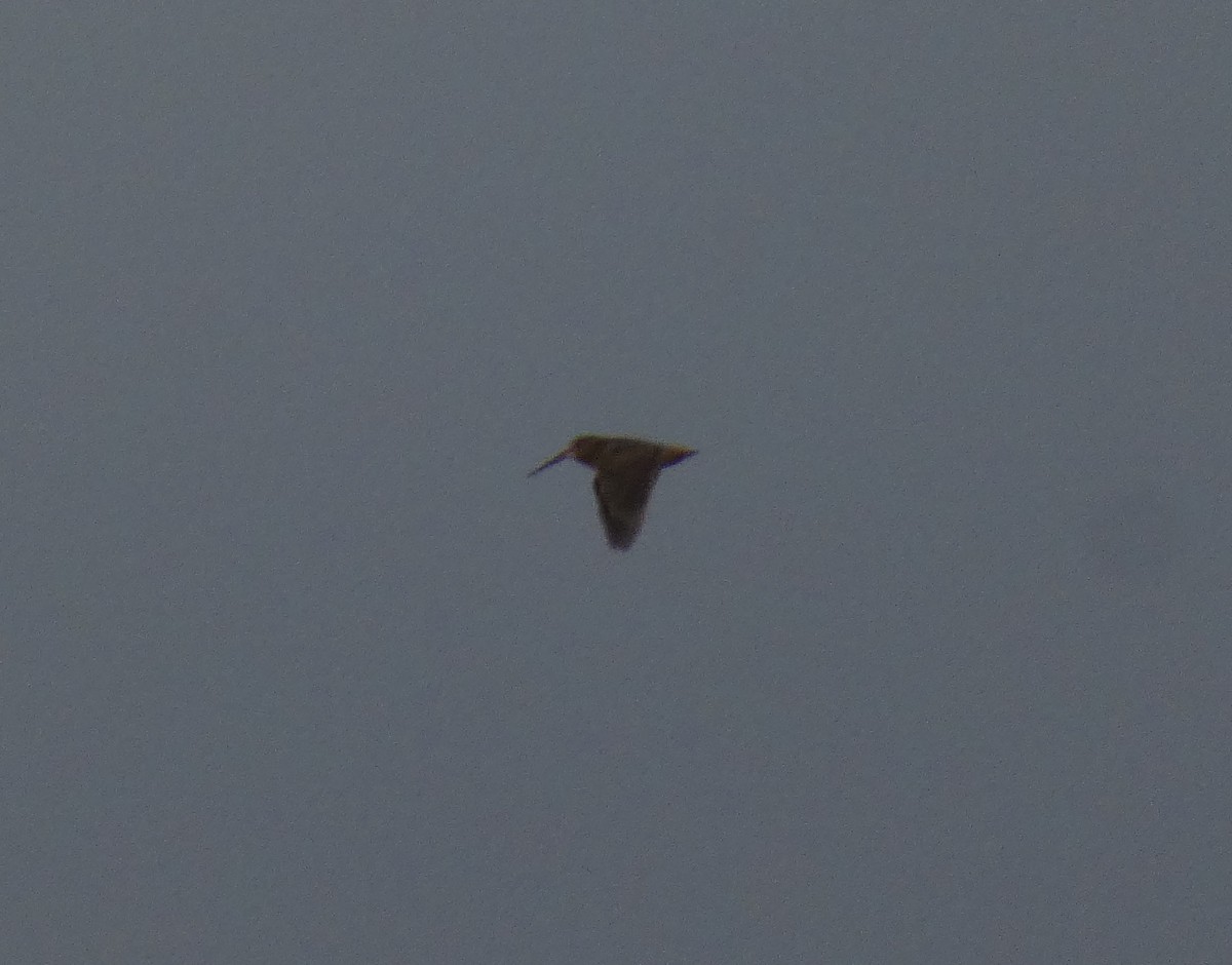 American Woodcock - ML646556235