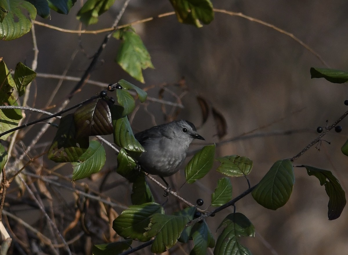 Пересмішник сірий - ML646556237