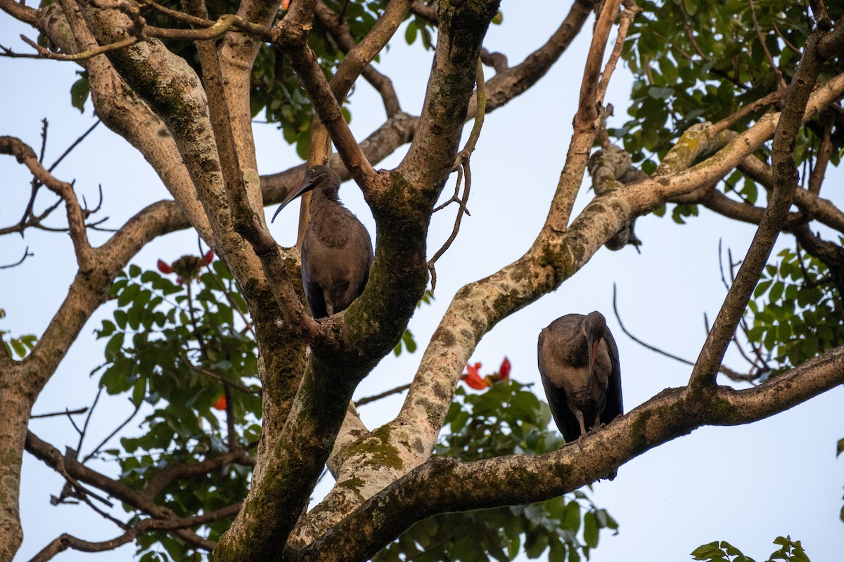 Hadada Ibis - ML646556249