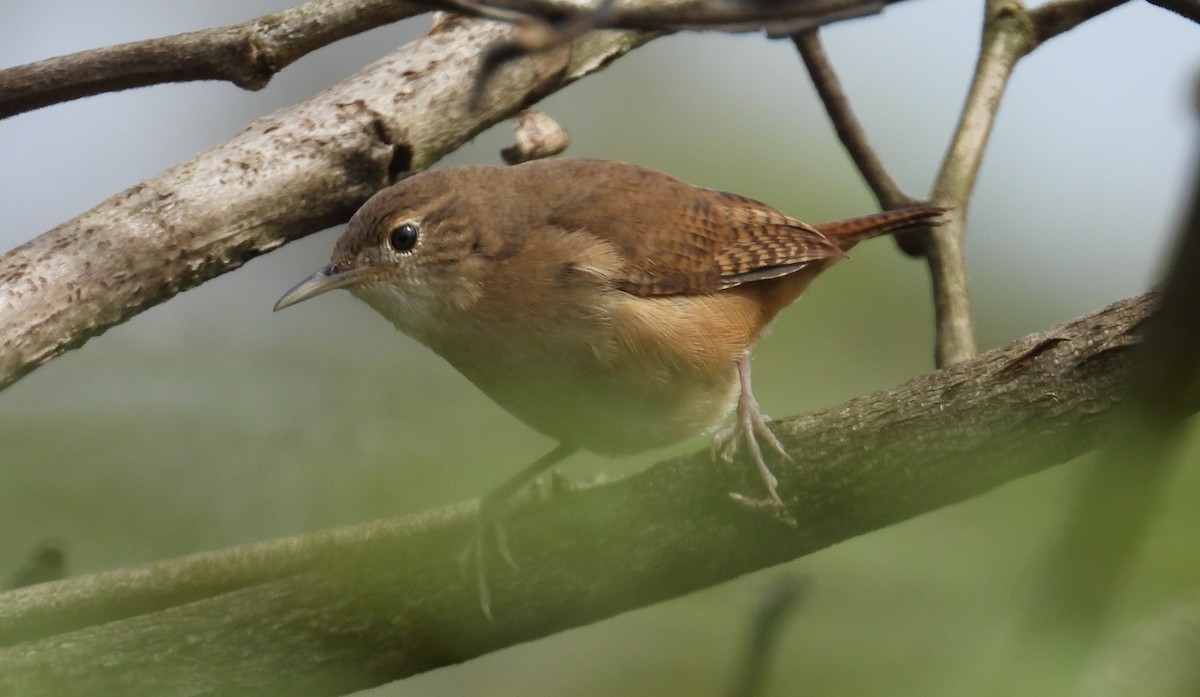 Southern House Wren - ML646556250