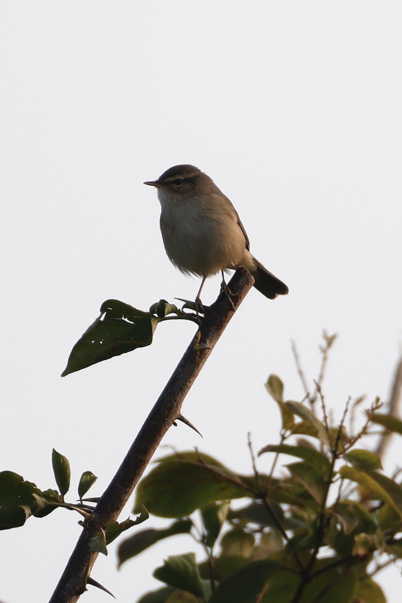 Dusky Warbler - ML646556251