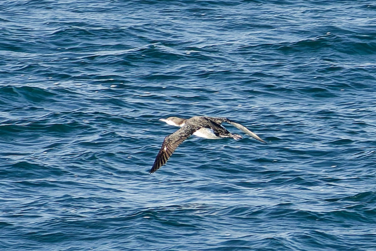 storlom - ML646556255