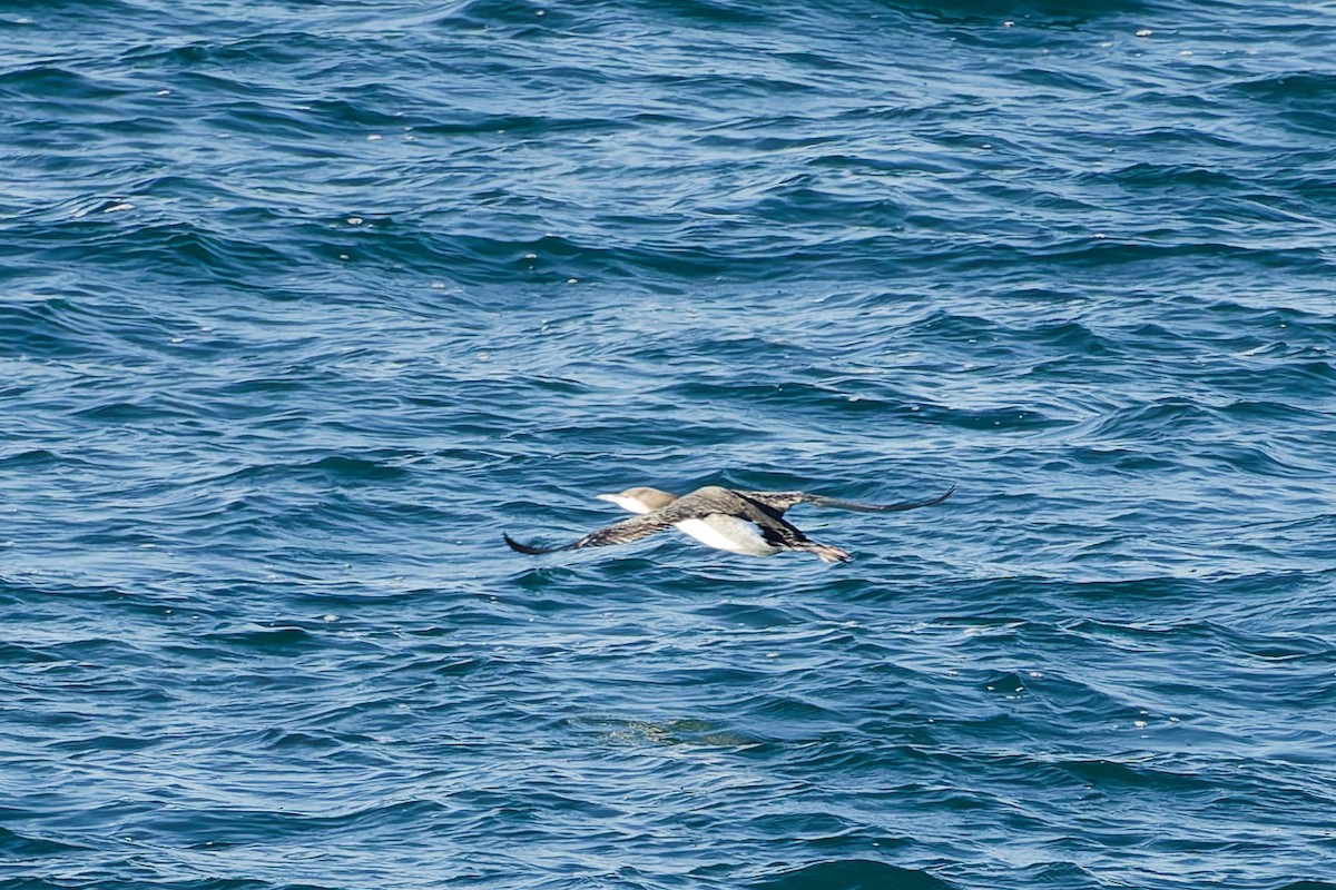 storlom - ML646556256