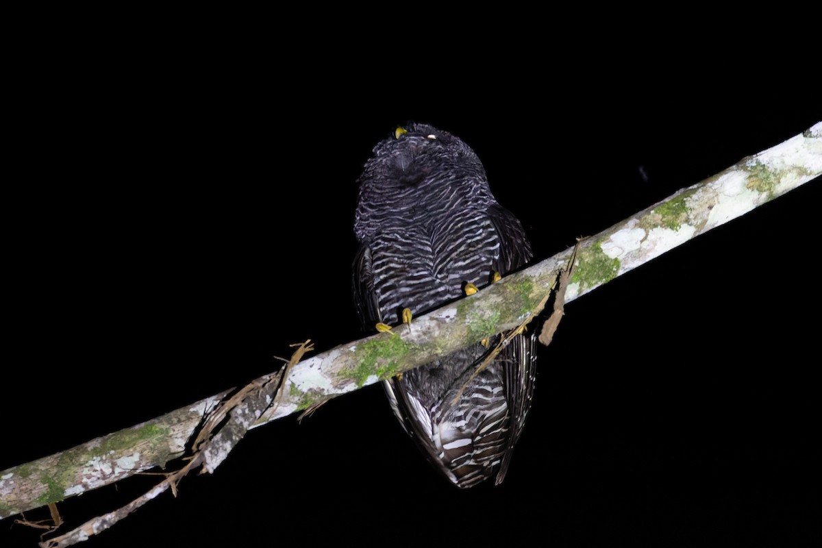 Cárabo Negro - ML646556261