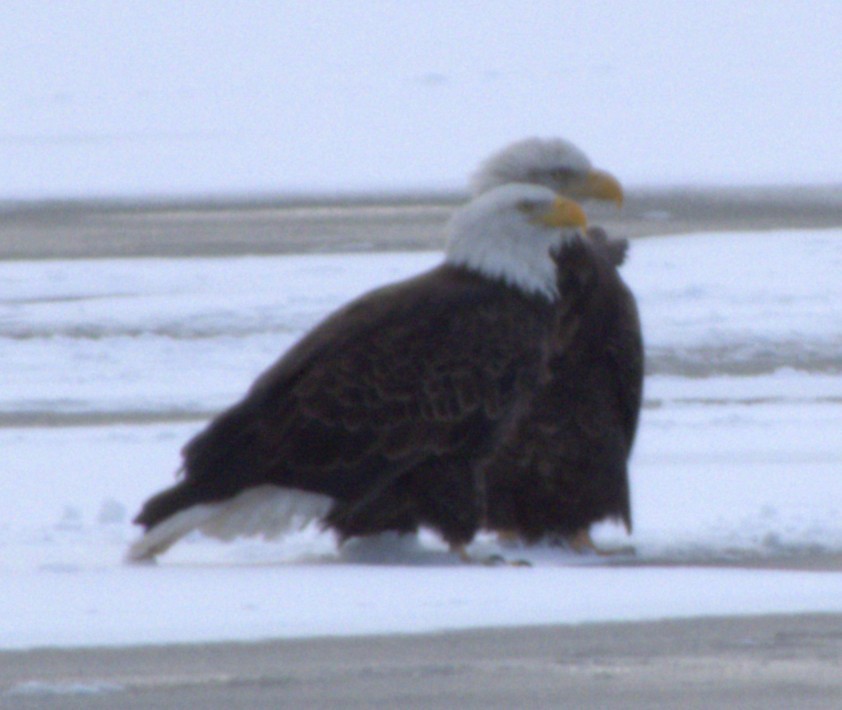 ハクトウワシ - ML646556262