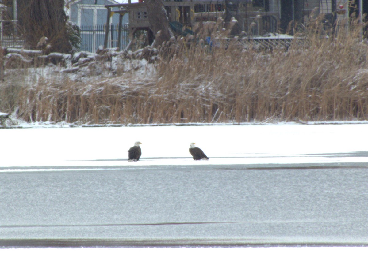 ハクトウワシ - ML646556263