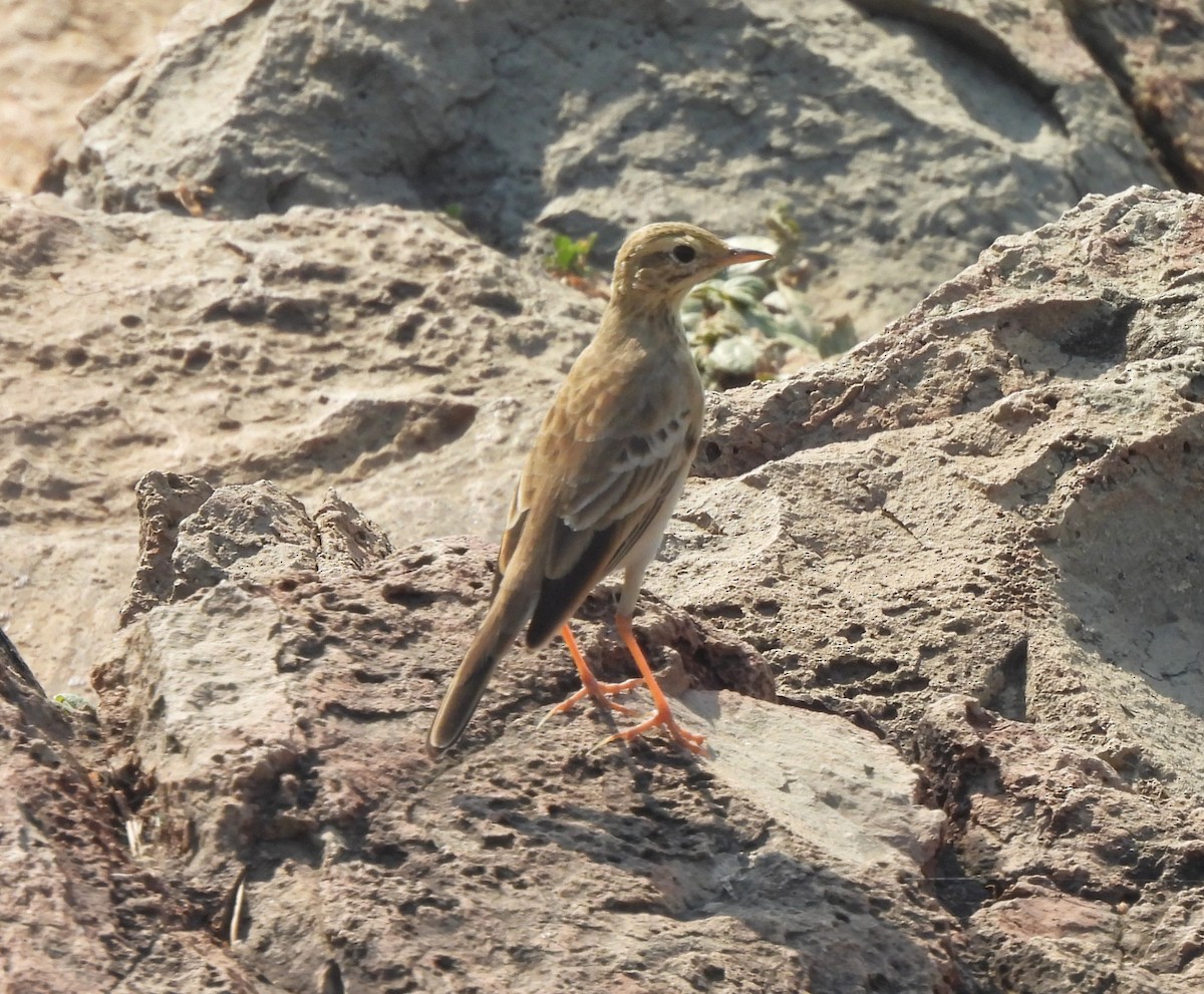 ヒメマミジロタヒバリ - ML646556264