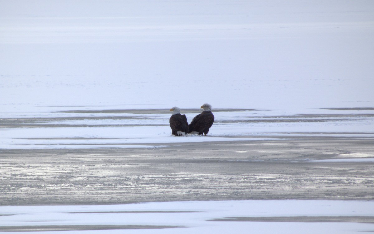 ハクトウワシ - ML646556265