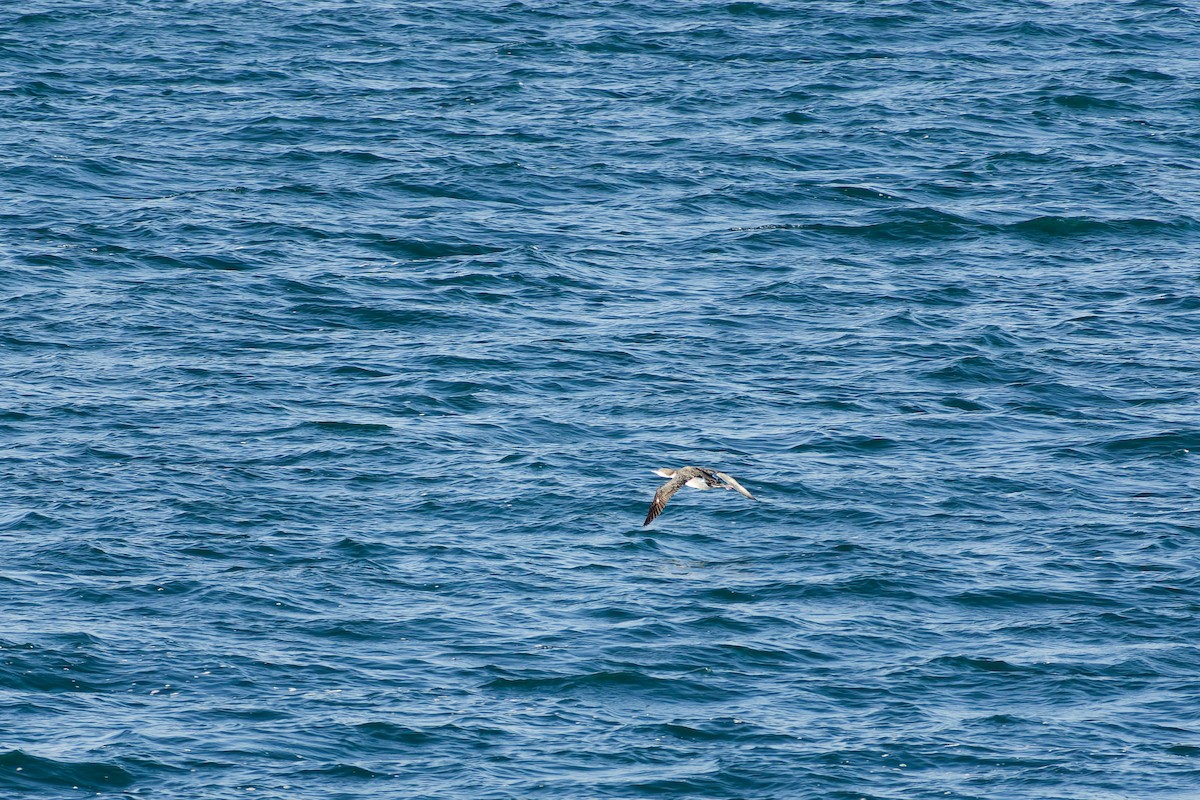 storlom - ML646556266