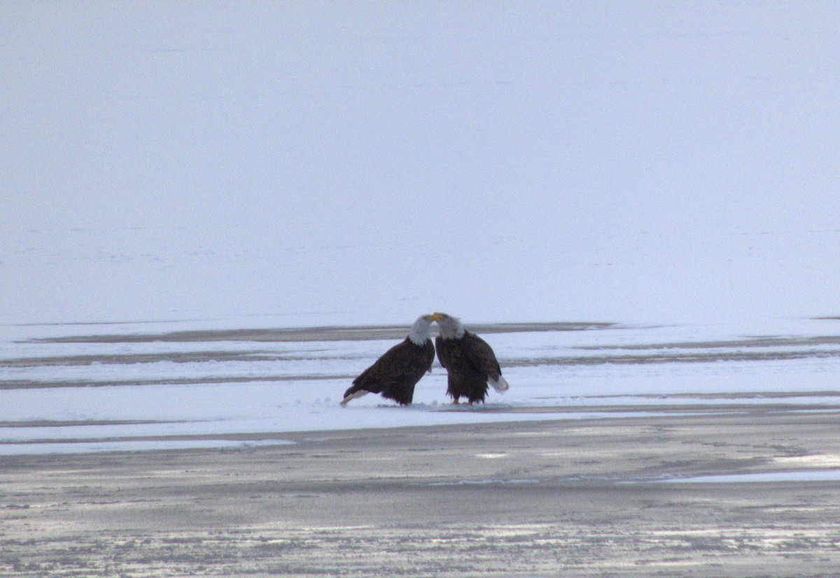 ハクトウワシ - ML646556267