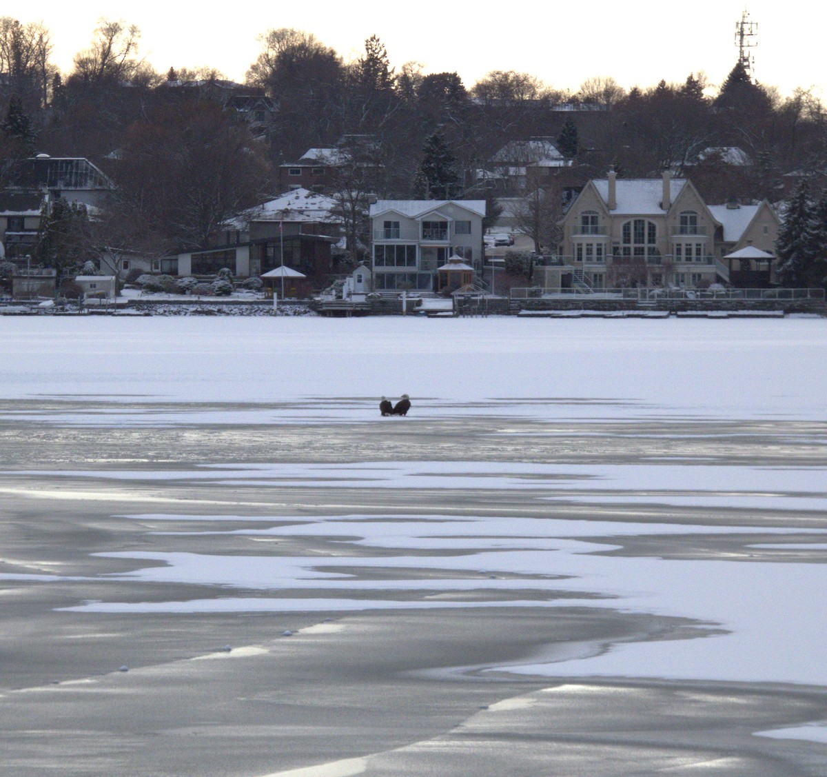 ハクトウワシ - ML646556268