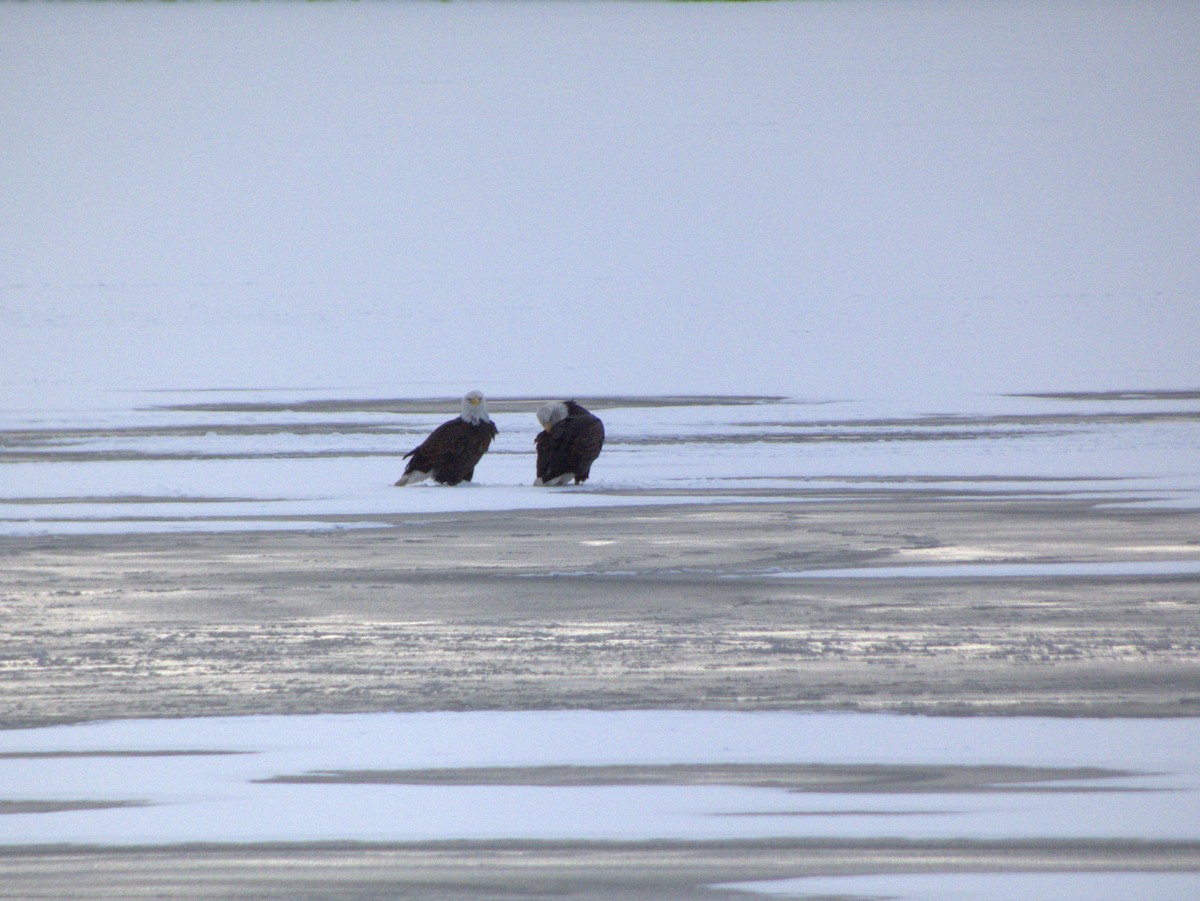 ハクトウワシ - ML646556269