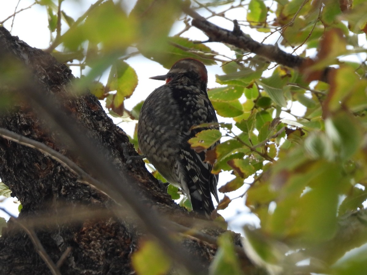 Chupasavia Nuquirrojo - ML646556272