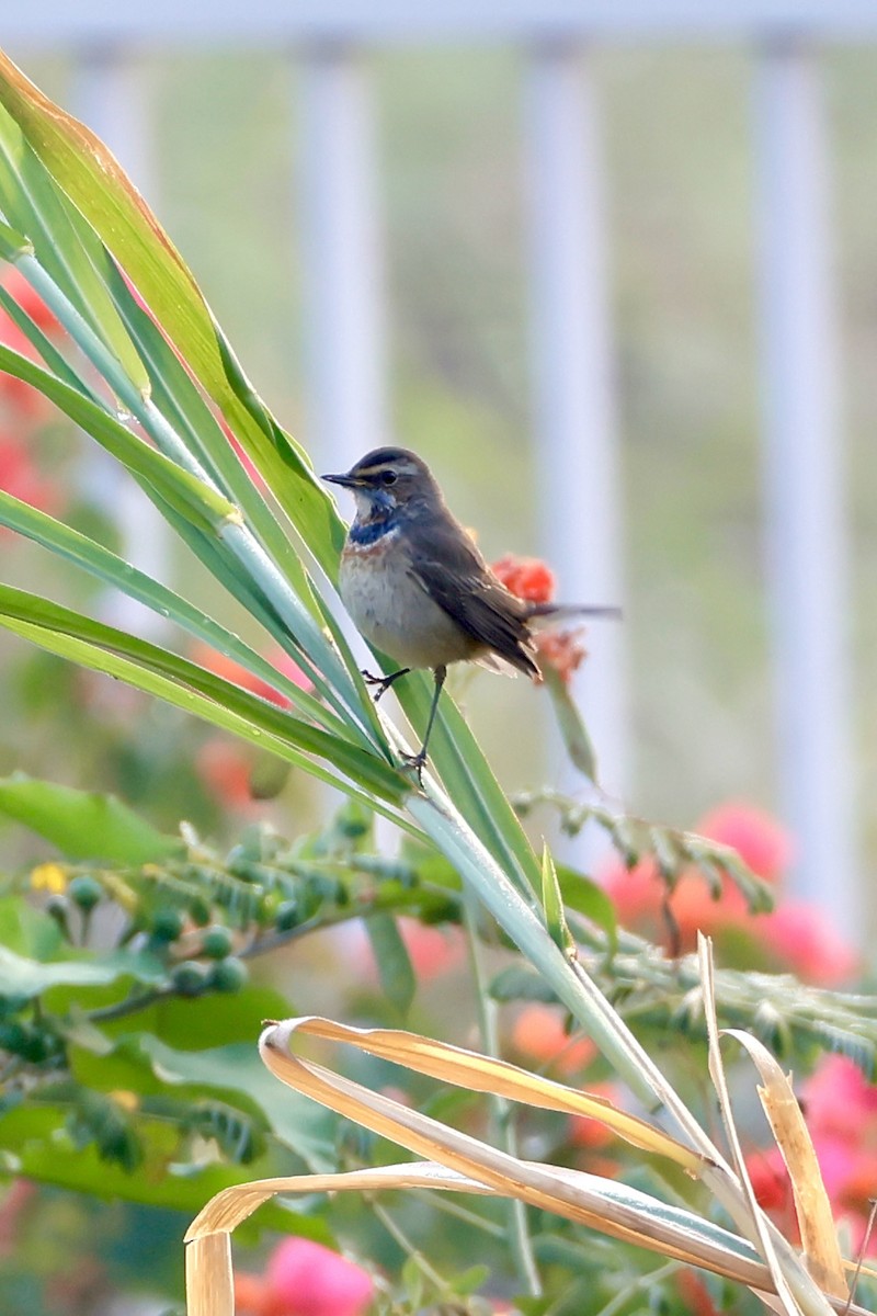 Bluethroat - ML646556273