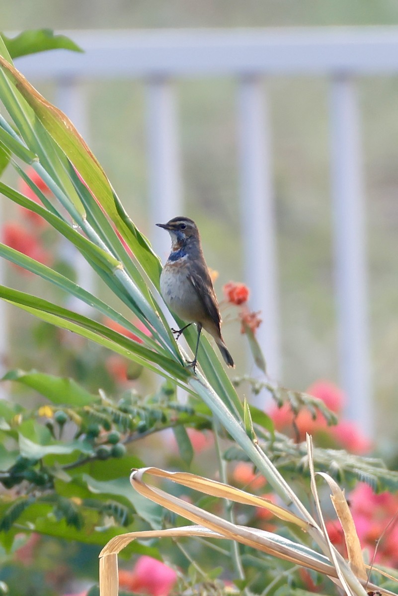 Bluethroat - ML646556274