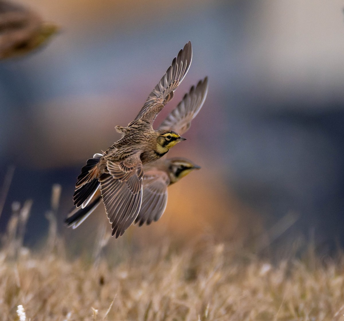 Horned Lark - ML646556276