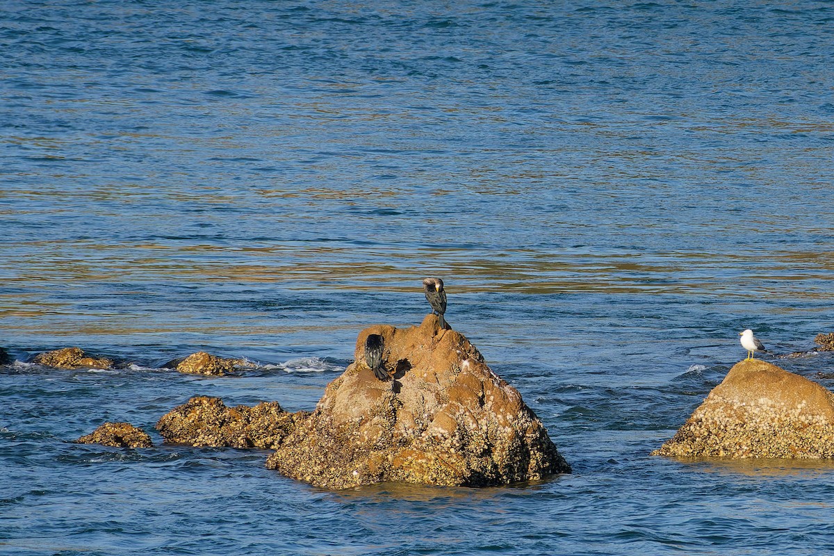 japanskarv - ML646556277