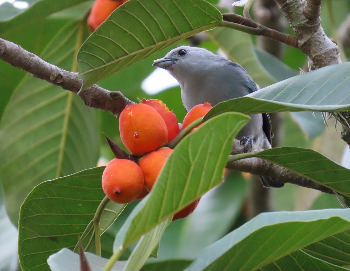 Blue-gray Tanager - ML646556278