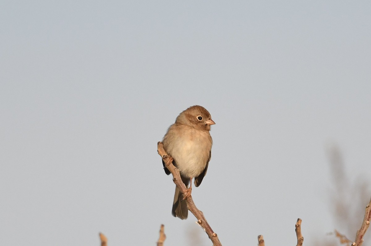 Klapperammer - ML646556282