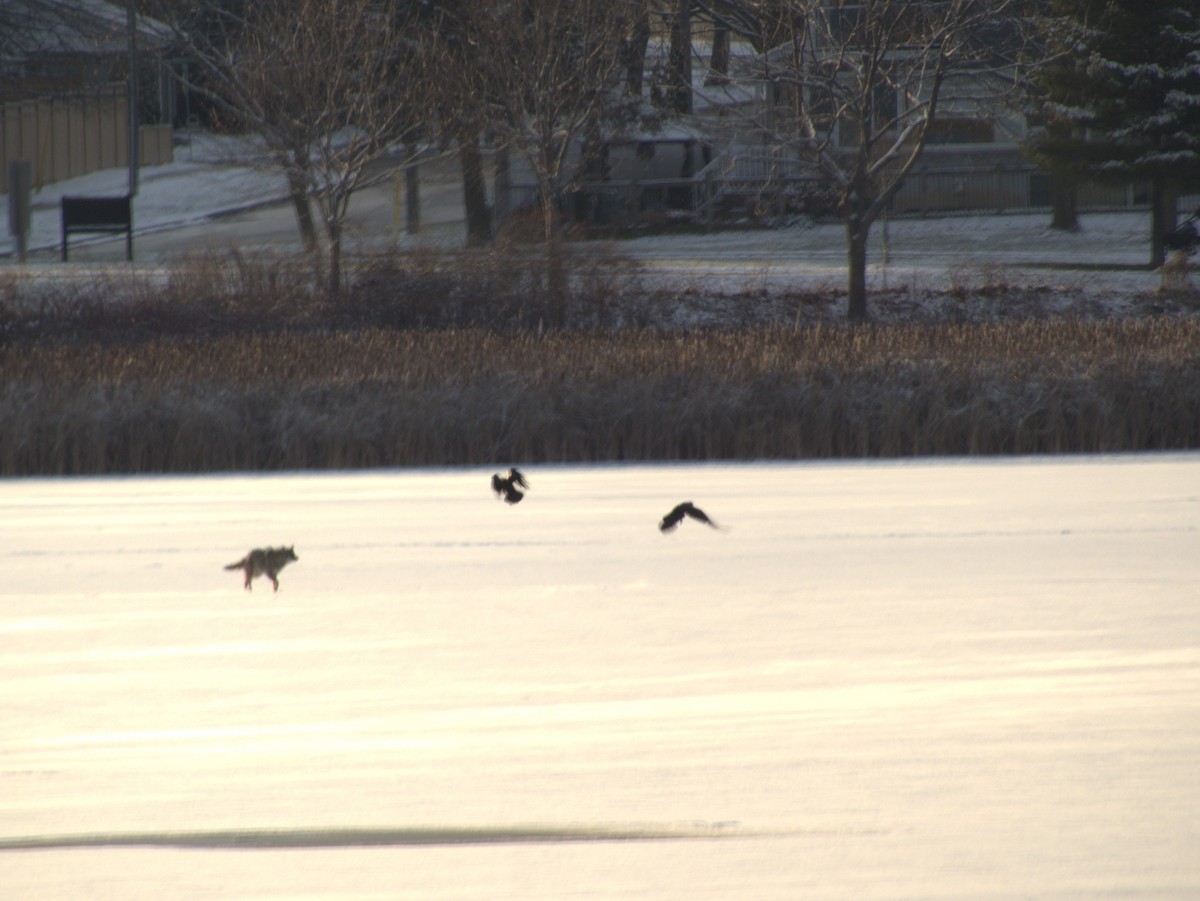 アメリカガラス - ML646556283