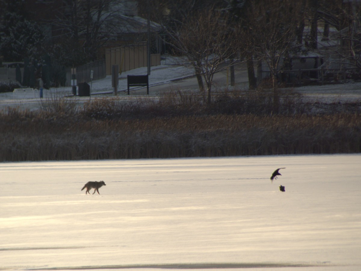 アメリカガラス - ML646556284