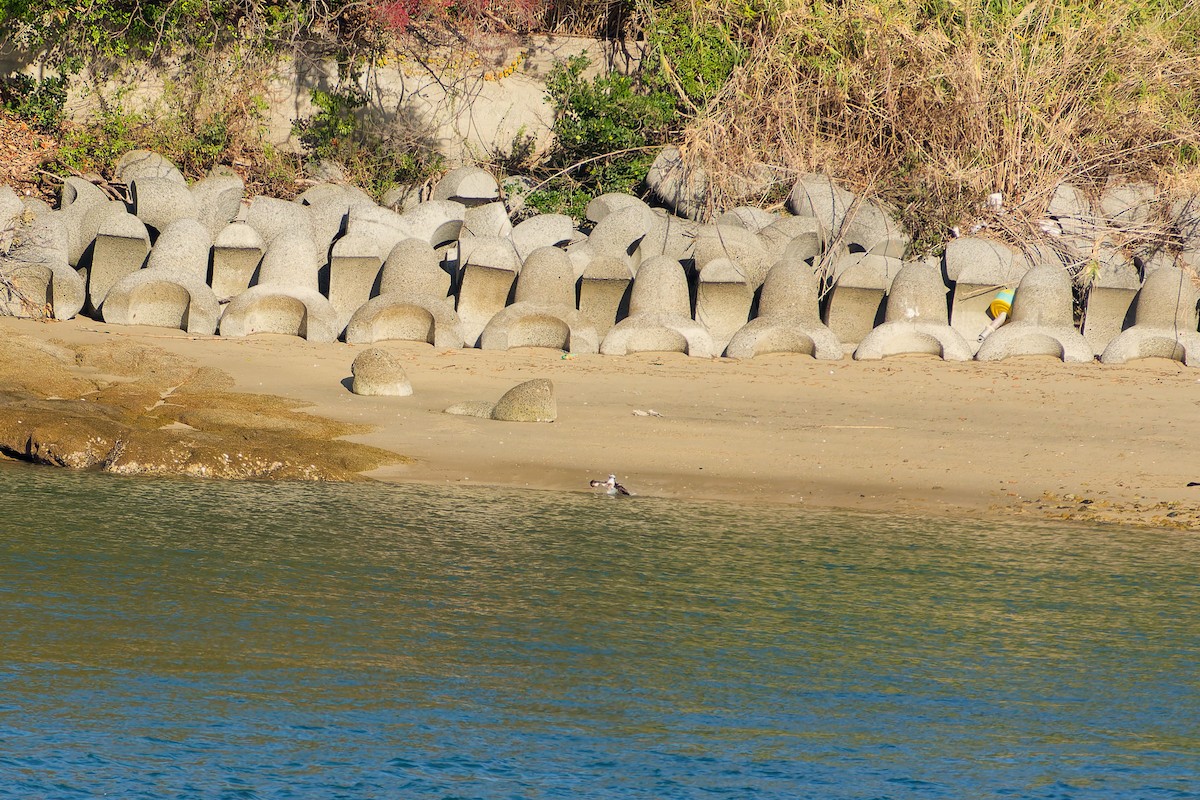 fiskeørn - ML646556285