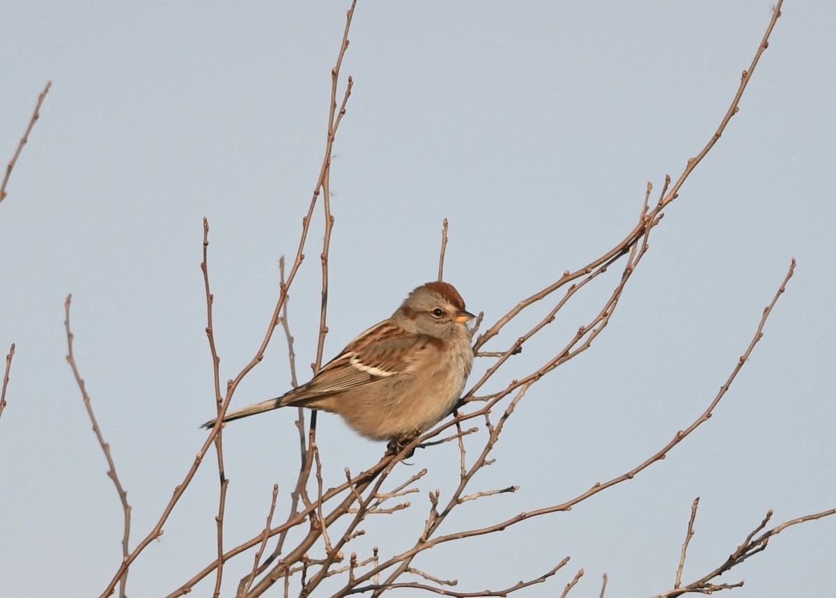 Baumammer - ML646556292