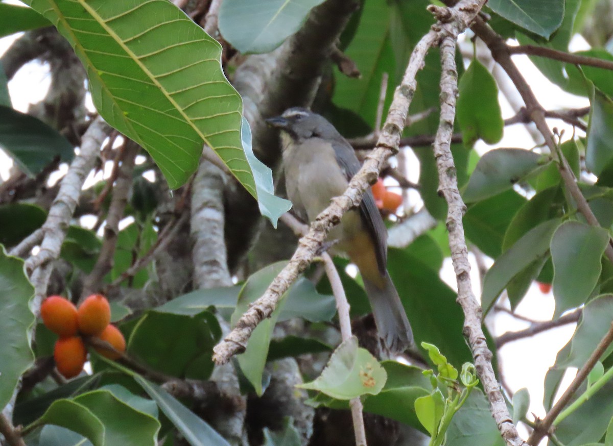 Olive-gray Saltator - ML646556293