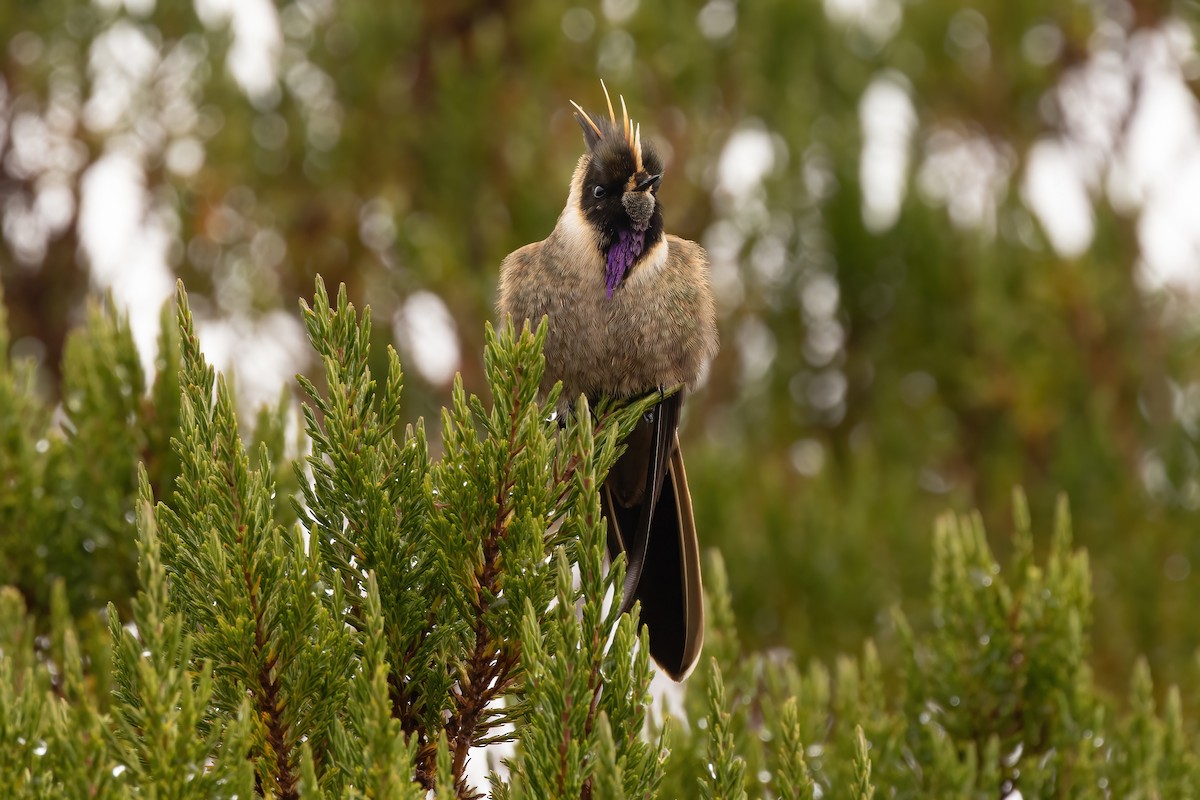 Buffy Helmetcrest - ML646556299