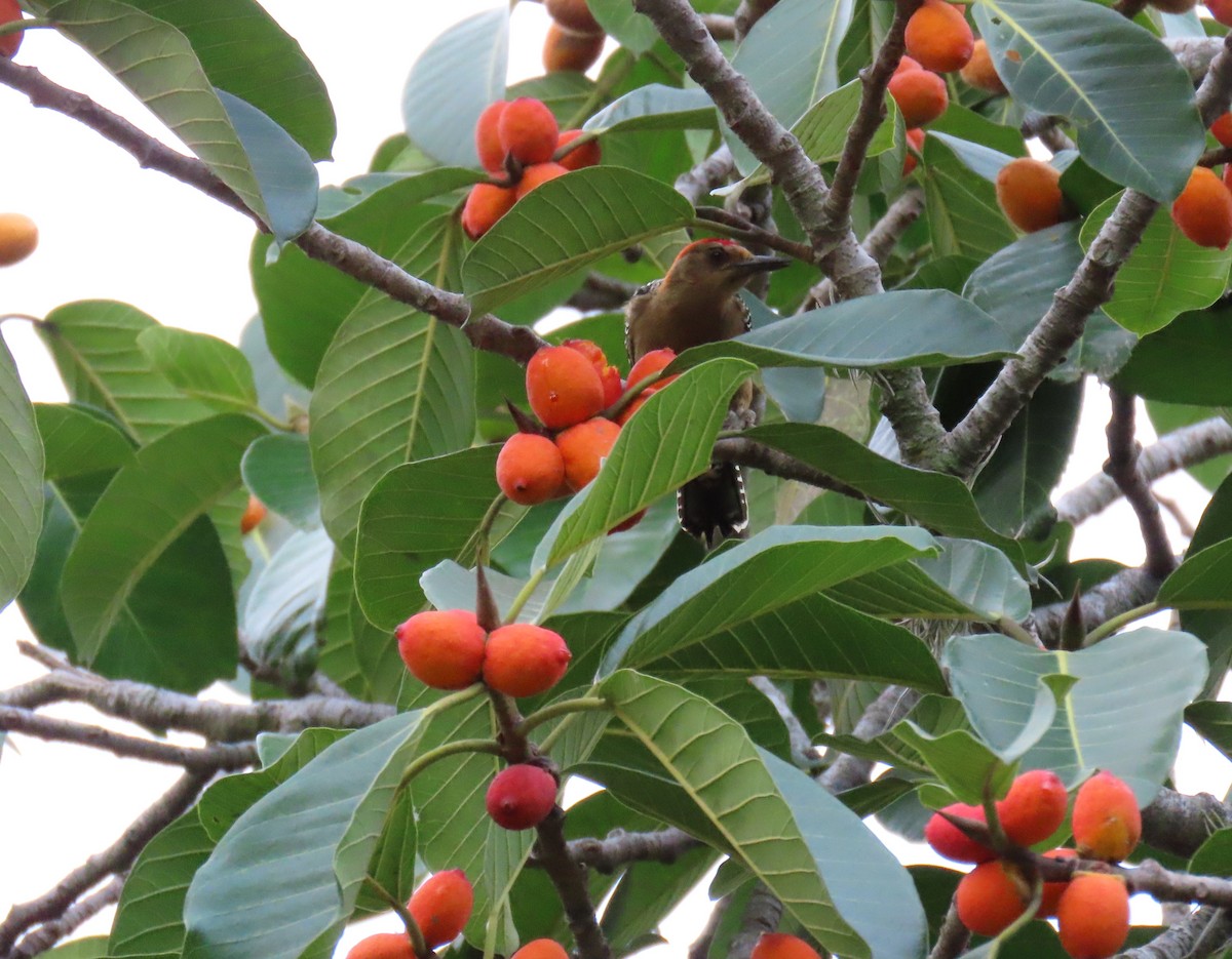 Red-crowned Woodpecker - ML646556301