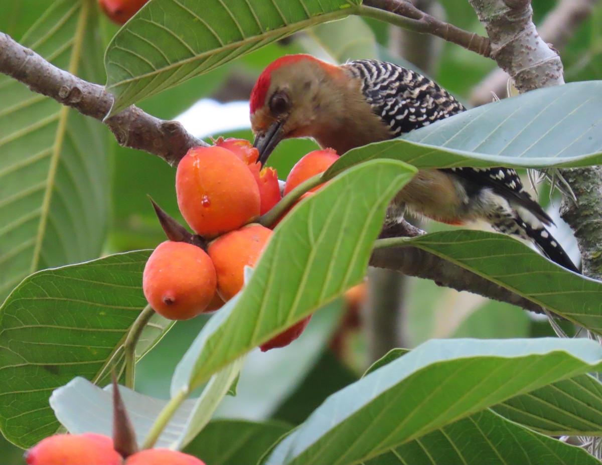 Red-crowned Woodpecker - ML646556302